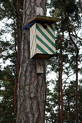 Braenna  Schweden  Vogelhaeuschen haengt am Stamm einer Kiefer