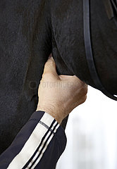 Wardow  Kehle eines Pferdes wird abgetastet