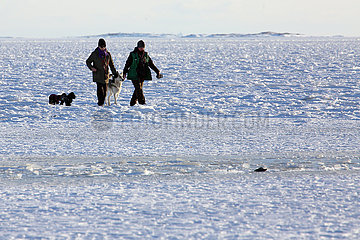 Helsinki  Finnland  Frauen laufen mit ihren Hunden ueber die gefrorene Ostsee