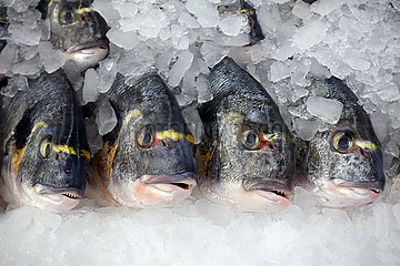 Dubai  Vereinigte Arabische Emirate  Frischfisch liegt auf Eis