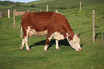 Ventnor  Grossbritannien  Kuh grast auf einer Weide