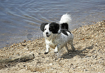 Graditz  Deutschland  Hund rennt am Ufer eines Flusses entlang