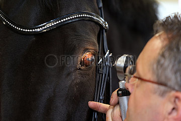 Wardow  Tierarzt schaut sich das Auge eines Pferdes mit einem Otoskoplaempchen und Lupe an an