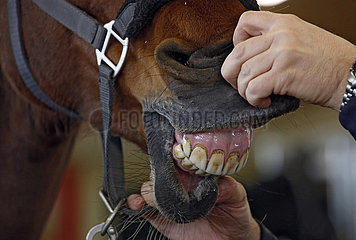 Wardow  Zaehne eines Pferdes werden angeschaut