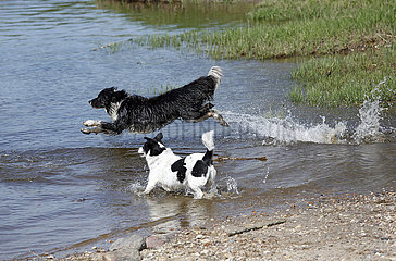 Graditz  Deutschland  Hunde rennen ins Wasser