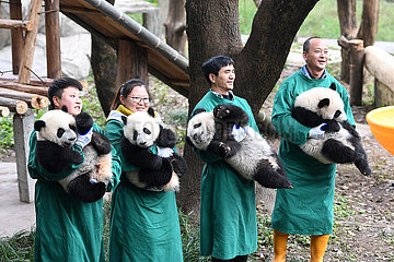 CHINA-CHONGQING-PANDA-neue Jahr-Gruß (CN)