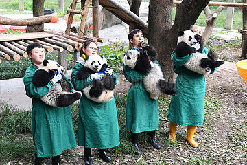CHINA-CHONGQING-PANDA-neue Jahr-Gruß (CN)