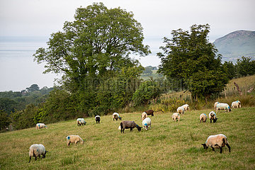 Grossbritannien  Nordirland  Ballygalley - Schafe auf Weide mit Blick auf die Irische See