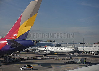 Frankfurt am Main  Deutschland  Seitenleitwerk eines A380 der Asiana Airlines und Flugzeug der Star Alliance am Frankfurt Airport