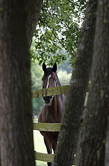 Gestuet Bruemmerhof  Pferd schaut aufmerksam ueber einen Weidezaun