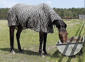 Bruemmerhof  Pferd mit Zebra-Fliegendecke saeuft auf der Weide Wasser aus einem Trog