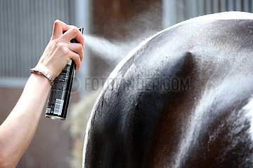 Bruemmerhof  Rautenmuster auf der Hinterhand eines Pferdes wird mittels Haarspray fixiert