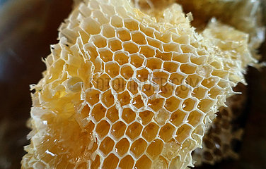 Neuenhagen  Deutschland  mit Honig gefuellte Bienenwabe