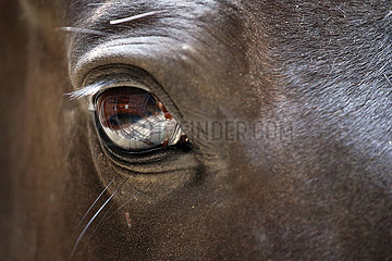 Bruemmerhof  Auge eines Pferdes