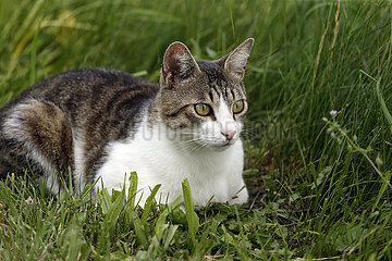 Bruemmerhof  Hauskatze liegt im Gras