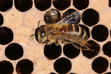 Berlin  Deutschland  Varroamilbe sitzt auf einer Honigbiene