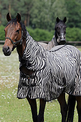 Bruemmerhof  Pferd auf einer Weide traegt eine Zebra-Fliegendecke