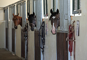 Gestuet Goerlsdorf  Pferde schauen neugierig aus ihren Boxen heraus
