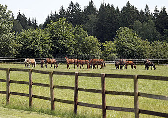 Gestuet Bruemmerhof  Stuten und Fohlen auf einer Weide