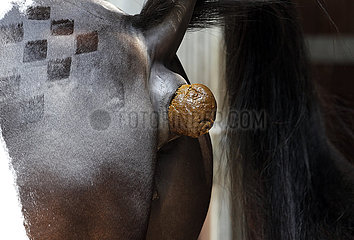 Gestuet Bruemmerhof  Detailaufnahme: Pferd aepfelt