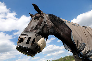 Bruemmerhof  Pferd traegt einen Maulkorb