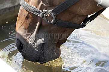Bruemmerhof  Detailaufnahme: Pferd saeuft auf der Weide Wasser aus einem Trog