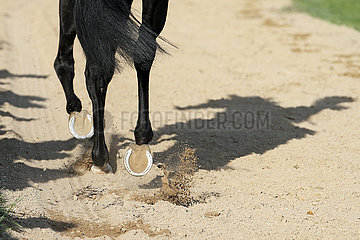 Halle (Saale)  Deutschland  Pferdebeine im Trab auf Sandboden