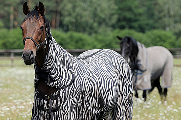 Bruemmerhof  Pferd auf einer Weide traegt eine Zebra-Fliegendecke
