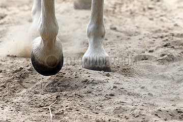 Bruemmerhof  Pferdebeine laufen auf Sandboden