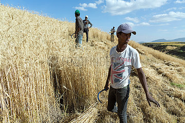 Adama  Oromiyaa  Aethiopien - Landwirtschaft  traditionelle Weizenernte