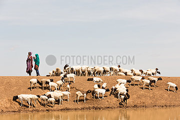Burferedo  Somali Region  Aethiopien - Ziegenherde an einer Wassertraenke