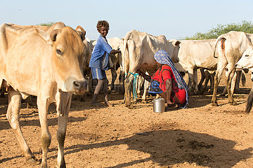 Burferedo  Somali Region  Aethiopien - Pastoralismus  Frau melkt eine Kuh