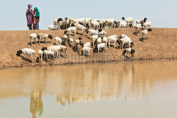 Burferedo  Somali Region  Aethiopien - Ziegenherde an einer Wassertraenke