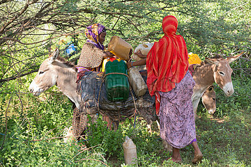 Burferedo  Somali Region  Aethiopien - Esel werden mit Wasserkanister beladen