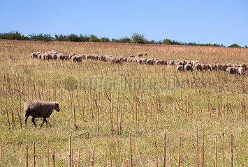 Republik Moldau  Aluta - Schafherde auf einem Feld