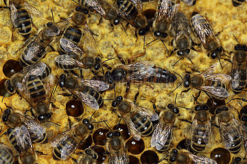 Berlin  Deutschland  Honigbienen und Bienenkoenigin auf einer Honigwabe