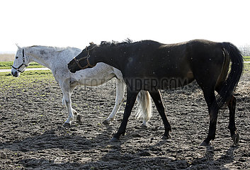 Dierhagen  Pferde auf einer feuchten Sandkoppel