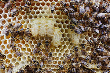 Neuenhagen  Deutschland  Honigbienen auf einer Wabe mit Nachschaffungszellen