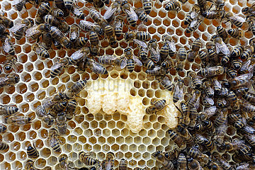 Neuenhagen  Deutschland  Honigbienen auf einer Wabe mit Nachschaffungszellen