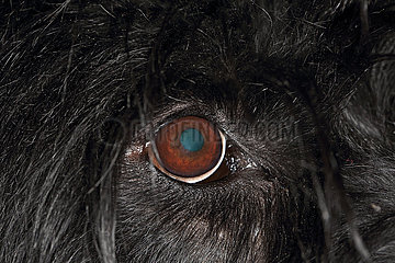 Berlin  Deutschland  Auge eines Hundes mit grosser Pupillenoeffnung