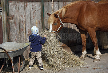 Dierhagen  Kleinkind bringt einem Pferd Heu