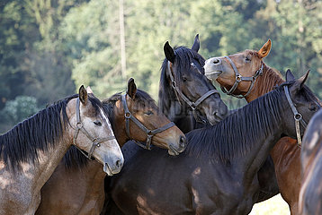 Gestuet Graditz  Pferde auf der Weide stecken ihre Koepfe zusammen