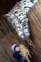 Dierhagen  Kleinkind fuettert ein Pferd mit Heu