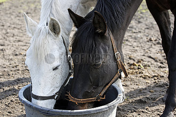 Dierhagen  Pferde auf einer Koppel saufen gemeinsam Wasser aus einem Eimer