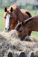 Dierhagen  Pferde auf einer Koppel fressen Heu