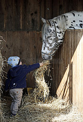 Dierhagen  Kleinkind fuettert ein Pferd mit Heu