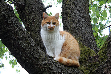 Berlin  Deutschland  Hauskatze sitzt auf einem Baum