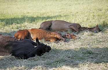 Gestuet Graditz  Pferde liegen im Gras auf der Seite und schlafen