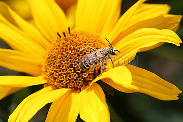 Neuenhagen  Deutschland  Biene auf einer gelben Bluete