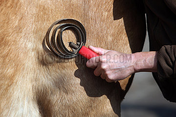 Dierhagen  Detailaufnahme  Fell eines Pferdes wird gestriegelt